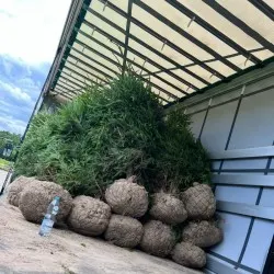 škôlka ihličnatých a listnatých stromov, trvalky